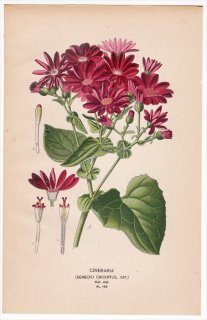 1897ǯ Step ȲΤοʪ Pl.153  ͥ° CINERARIA