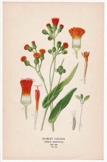 1897年 Step 庭と温室のお気に入りの植物 Pl.154 キク科 ウスベニニガナ属 SCARLET CACALIA