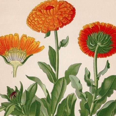 1897年 Step 庭と温室のお気に入りの植物 Pl.155 キク科