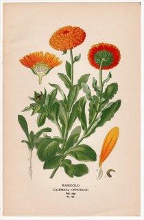 1897年 Step 庭と温室のお気に入りの植物 Pl.155 キク科 キンセンカ属 キンセンカ MARIGOLD ポットマリーゴールド