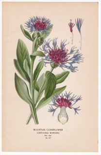 1897年 Step 庭と温室のお気に入りの植物 Pl.157 キク科 ヤグルマギク属 MOUNTAIN CORNFLOWER