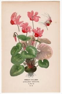 植物 - アンティークプリント 博物画 ボタニカルアートの通販 植物 - アンティークプリント 博物画 ボタニカルアートの通販