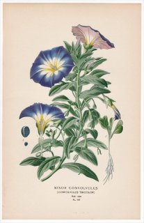 1897年 Step 庭と温室のお気に入りの植物 Pl.197 ヒルガオ科 セイヨウヒルガオ属 サンシキアサガオ MINOR CONVOLVULUS