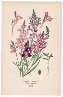 1897ǯ Step ȲΤοʪ Pl.207 Х ʥꥢ° ҥᥭ󥮥祽 PURPLE TOADFLAX