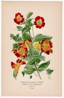 ハエドクソウ科 Phrymaceae - アンティークプリント 博物画