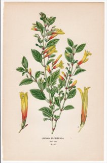 1897年 Step 庭と温室のお気に入りの植物 Pl.217 キツネノマゴ科 ユスティキア属 LIBONIA FLORIBUNDA
