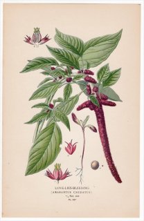 1897ǯ Step ȲΤοʪ Pl.227 ҥ ҥ° ҥ⥲ȥ LOVE-LIES-BLEEDING