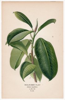 1897ǯ Step ȲΤοʪ Pl.234  ° ɥΥ INDIA-RUBBER PLANT