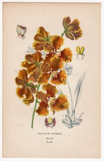 1897年 Step 庭と温室のお気に入りの植物 Pl.242 ラン科 ゴメザ属 ONCIDIUM FORBESII