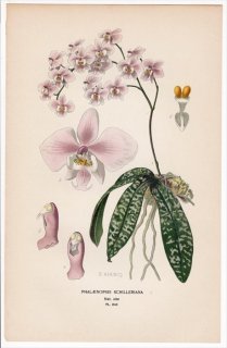 1897ǯ Step ȲΤοʪ Pl.243  祦° PHALAENOPSIS SCHILLERIANA եΥץ