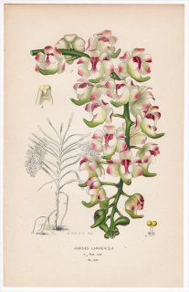 1897年 Step 庭と温室のお気に入りの植物 Pl.245 ラン科 エリデス属 AERIDES LAWRENCEAE