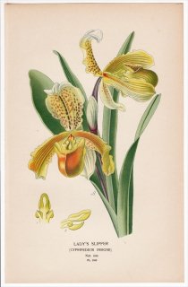 1897年 Step 庭と温室のお気に入りの植物 Pl.246 ラン科 パフィオペディルム属 LADY'S SLIPPER