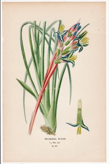 1897ǯ Step ȲΤοʪ Pl.251 ѥʥåץ ĥĥʥʥ° 襦饯ĥĥʥʥ BILLBERGIA NUTANS