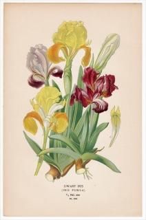 1897ǯ Step ȲΤοʪ Pl.254  ° DWARF IRIS ɥաꥹ