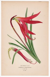 1897ǯ Step ȲΤοʪ Pl.262 ҥХʲ ץ쥱ꥢ° ĥХ᥺ JACOBEAN LILY