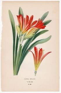 1897ǯ Step ȲΤοʪ Pl.263 ҥХʲ 󥷥° 󥷥 CLIVIA MINIATA