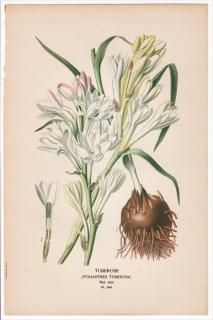 1897ǯ Step ȲΤοʪ Pl.265  å° TUBEROSE 塼٥