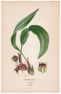 1897ǯ Step ȲΤοʪ Pl.266  ϥ° ϥ ASPIDISTRA LURIDA