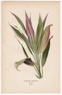 1897ǯ Step ȲΤοʪ Pl.273  ͥܥ° ͥܥ CORDYLINE TERMINALIS