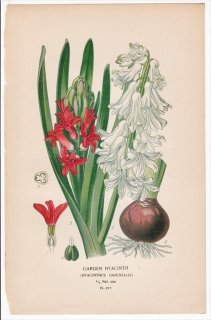 1897年 Step 庭と温室のお気に入りの植物 Pl.277 キジカクシ科 ヒアシンス属 GARDEN HYACINTH ヒヤシンス