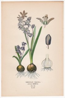 1897年 Step 庭と温室のお気に入りの植物 Pl.278 キジカクシ科 スキラ属 SIBERIAN SQUILL