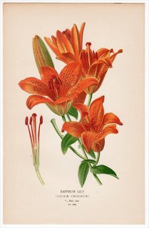 1897年 Step 庭と温室のお気に入りの植物 Pl.280 ユリ科 ユリ属 SAFFRON LILY