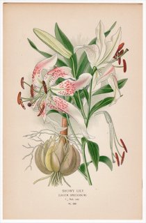 1897年 Step 庭と温室のお気に入りの植物 Pl.282 ユリ科 ユリ属 カノコユリ SHOWY LILY