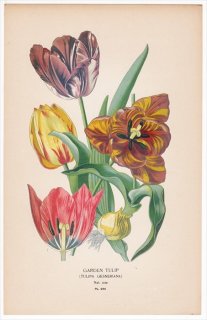 1897年 Step 庭と温室のお気に入りの植物 Pl.284 ユリ科 チューリップ属 GARDEN TULIP