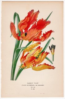 1897年 Step 庭と温室のお気に入りの植物 Pl.285 ユリ科 チューリップ属 PARROT TULIP