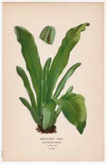 1897年 Step 庭と温室のお気に入りの植物 Pl.306 チャセンシダ科 チャセンシダ属 シマオオタニワタリ BIRD'S NEST FERN
