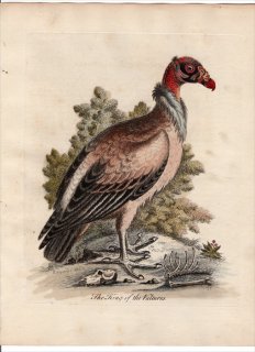 1743年 Edwards 珍しい鳥類の自然史 初版 Pl.2 コンドル科 トキイロコンドル属 トキイロコンドル The King of the Vultures