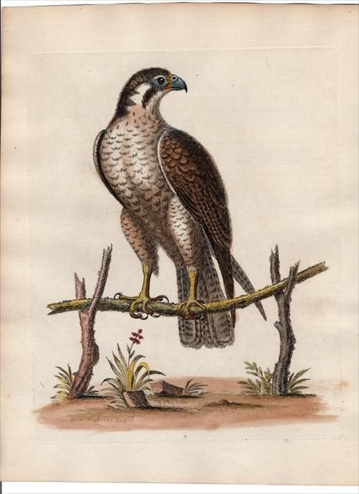 Anton Znaniecki ハヤブサ Falcon 絵画 John Gould - Falco Peregrinus