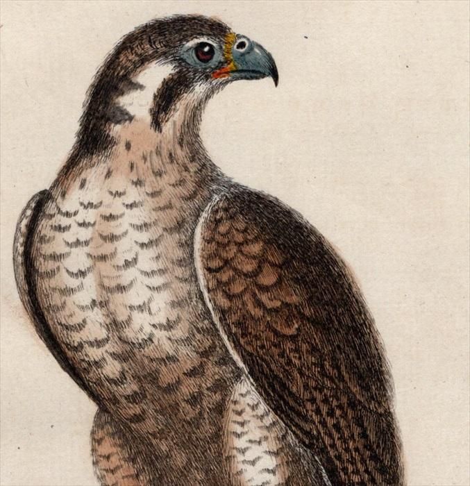 Anton Znaniecki ハヤブサ Falcon 絵画 1875年 Bree ヨーロッパ鳥類史 ハヤブサ科 ハヤブサ属