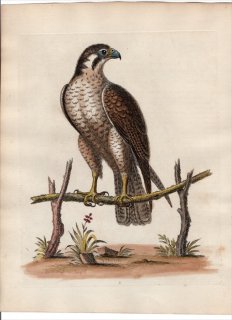 1743ǯ Edwards Ļμ  Pl.3 ϥ֥ ϥ֥° ꥫϥ֥ The Spotted Hawk or Falcon