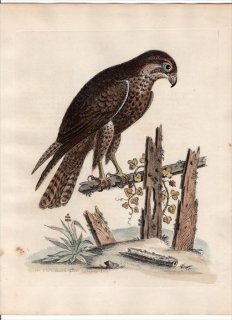 1743ǯ Edwards Ļμ  Pl.4 ϥ֥ ϥ֥° ϥ֥ The Black Hawk or Falcon