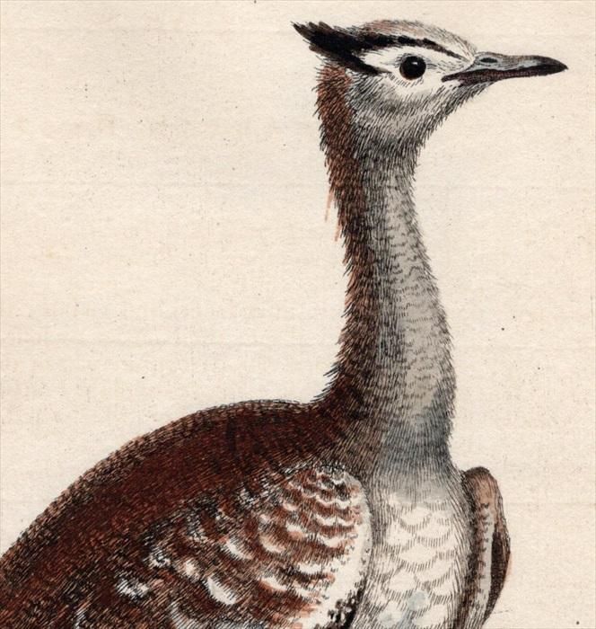 【2024年最新】大人気ブランドの人気アイテム  Edwards 1743年 珍しい鳥類の自然史 ノガン科 Pl.12 初版 版画