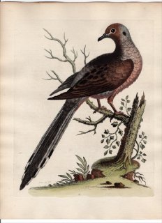 1743ǯ Edwards Ļμ  Pl.15 ϥȲ ϥХ° ʥХ The Long-Tail'd Dove