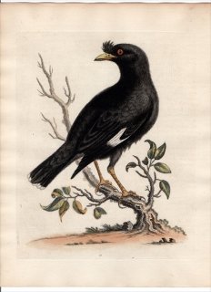 1743年 Edwards 珍しい鳥類の自然史 初版 Pl.19 ムクドリ科 ハッカチョウ属 ハッカチョウ The Chinese Starling or Black-Bird
