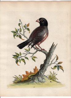 1743ǯ Edwards Ļμ  Pl.42 ǥ祦 ѥ° ֥祦 The Hen Padda or Rice-Bird