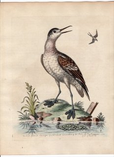 1743年 Edwards 珍しい鳥類の自然史 初版 Pl.46 シギ科 ヒレアシシギ属 アカエリヒレアシシギ The Coot-Footed Tringa