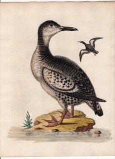 1743年 Edwards 珍しい鳥類の自然史 初版 Pl.50 ウミスズメ科 ウミバト属 ハジロウミバト The Spotted Greenland Dove