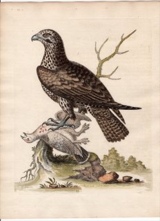 1743年 Edwards 珍しい鳥類の自然史 初版 Pl.53 タカ科 ノスリ属 ヨーロッパノスリ The Ash-Coloured Buzzard