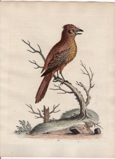 1743年 Edwards 珍しい鳥類の自然史 初版 Pl.54 モズ科 モズ属 アカモズ The Crested Red, or Russit Butcher-Bird