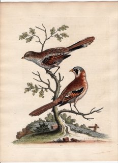 1743年 Edwards 珍しい鳥類の自然史 初版 Pl.55 ヒゲガラ科 ヒゲガラ属 ヒゲガラ The Least Butcher-Bird