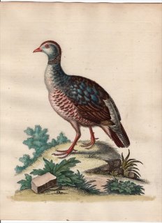 1743年 Edwards 珍しい鳥類の自然史 初版 Pl.70 キジ科 イワシャコ属 アカアシイワシャコ The Red-Legg'd Partridge, from Barbary
