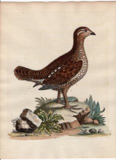 1743年 Edwards 珍しい鳥類の自然史 初版 Pl.71 キジ科 オオライチョウ属 ヨーロッパオオライチョウ The Brown and Spotted Heathcock