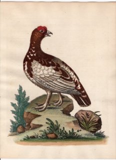 1743年 Edwards 珍しい鳥類の自然史 初版 Pl.72 キジ科 ライチョウ属 カラフトライチョウ The White Partridge