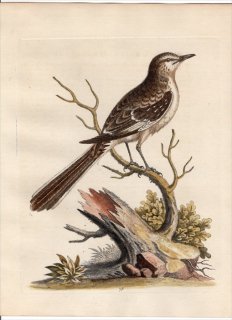 1743年 Edwards 珍しい鳥類の自然史 初版 Pl.78 マネシツグミ科 マネシツグミ属 マネシツグミ Mimus polyglottos The Lesser Mock-Bird