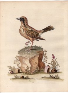 1743年 Edwards 珍しい鳥類の自然史 初版 Pl.85 ムクドリモドキ科 ボポリンク属 ボボリンク The Schomburger