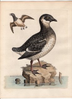 1743年 Edwards 珍しい鳥類の自然史 初版 Pl.91 ウミスズメ科 ヒメウミスズメ属 ヒメウミスズメ The Small Black and White Divers